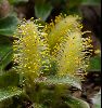 <em>Salix nakamurana var vezoalpina</em>